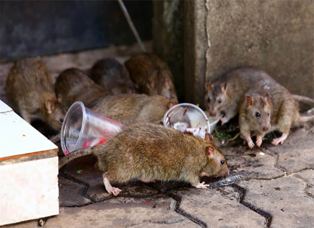 Rodent Control