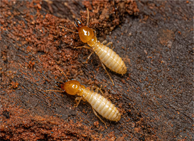 Termite Treatment