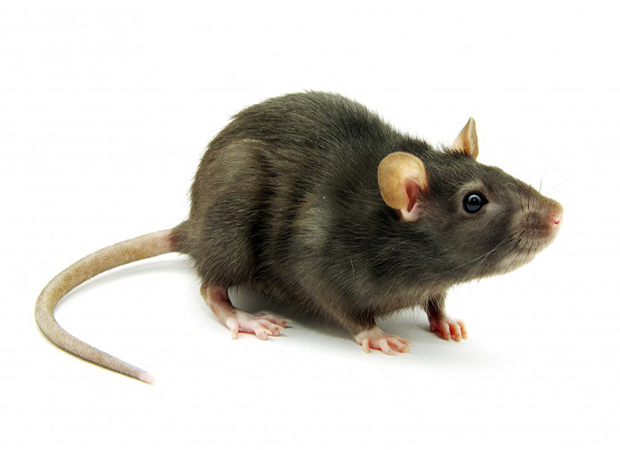 Rodent Control