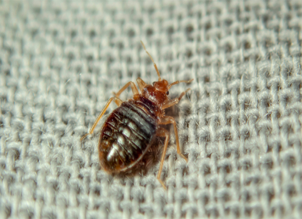 Bed Bug Treatment