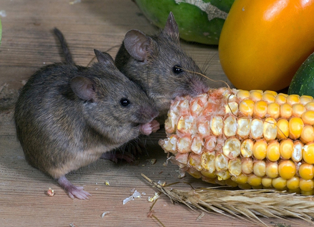Rodent Control